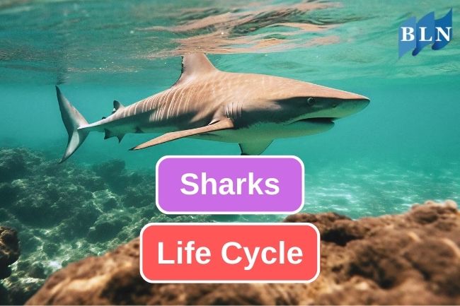 Shark Life Cycle You Should Know